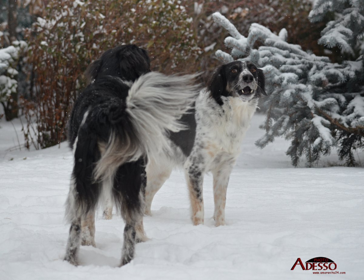 2017 1 Appia a Janek 1, český strakatý pes
