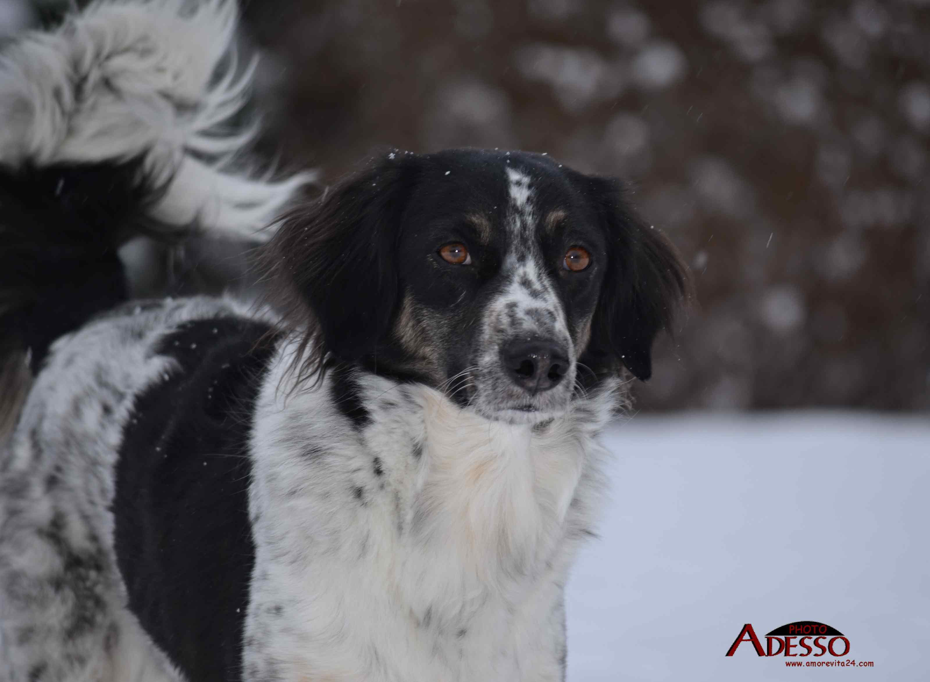 2017 1 Appia, český strakatý pes