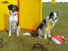 tessy-ratenice-2012-1 agility 4 11 2012