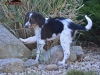 Brilla Amorevita
