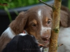 C Amorevita 02052016 32 Cookie