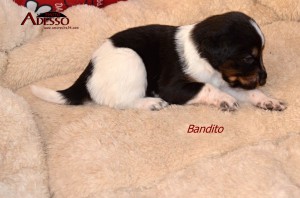 Bandito 05032014 2