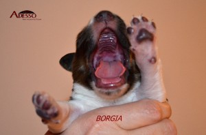 Borgia 17022014