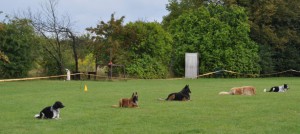 Janek obedience 2014 1